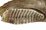 Woolly Mammoth Half Mandible with M Molar - North Sea #298455-7